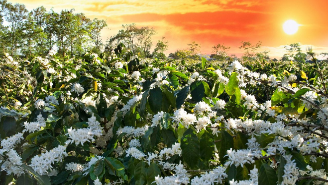 BÉC TỚI CÀ PHÊ MUA Ở DÂU